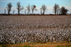 Cotton near Portageville 11-23-2013