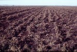 Youll Have No Name Except Deportee 02 The Crops are all in 150x102 Youll Have No Name Except Deportee