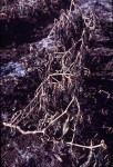 Youll Have No Name Except Deportee 03 The peaches are rotting 102x150 Youll Have No Name Except Deportee