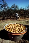 Youll Have No Name Except Deportee 04 The oranges are piled 100x150 Youll Have No Name Except Deportee