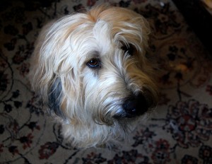 Dog in Annie Lauries Antiques 10 31 2009 7186 300x232 Dog in Annie Lauries Antiques 10 31 2009 7186