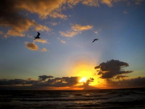 Birds over Lake Worth Beach 01 01 2011 by Lila Steinhoff 1611 300x225 Birds over Lake Worth Beach 01 01 2011 by Lila Steinhoff