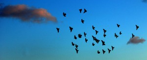 Birds over Lake Worth Beach 10 01 2011 1653 300x123 Birds over Lake Worth Beach 10 01 2011