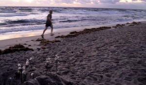 Runner on Lake Worth Beach 01 01 2011 by Lila SteinhoffIMG 1540 300x175 Runner on Lake Worth Beach 01 01 2011 by Lila Steinhoff