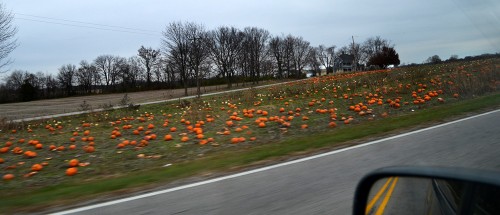 Illinois pumpkins 11-25-2013_1131