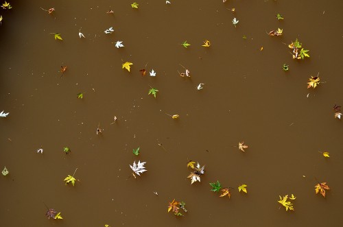 Leaves on Apple Creek 11-03-2013