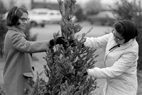 Christmas Tree Lot 12-12-1966