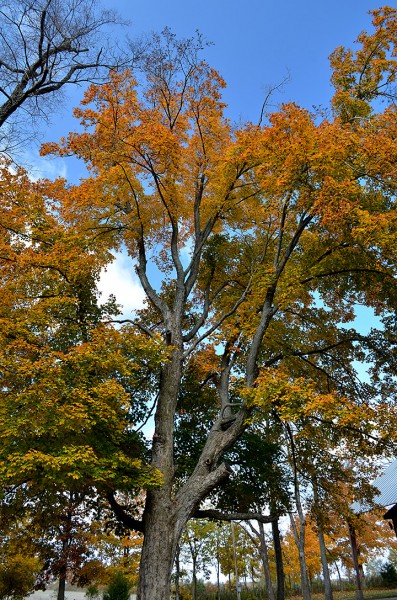 Trees at Old McKendree Chapel 11-03-2013
