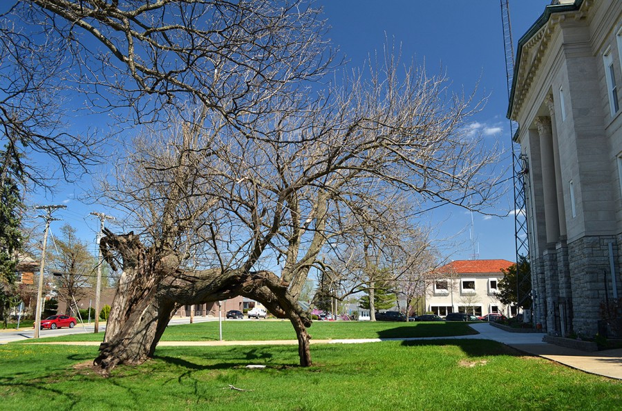 Hanging Tree Hanging On – Cape Girardeau History and Photos