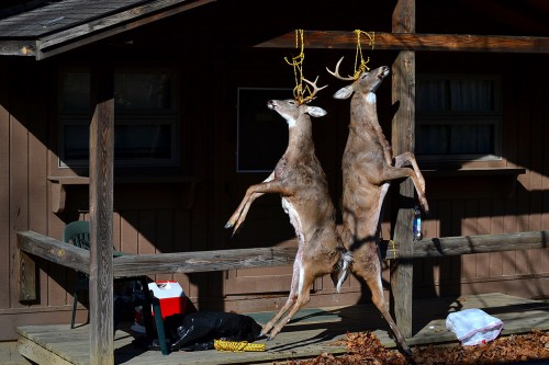 Deer hanging at Burr Oak Lodge 11-09-2014