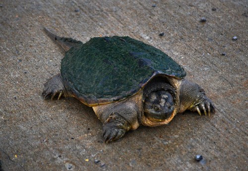 Snapping turtle in Smelterville after 2015 flood 07-22-2015