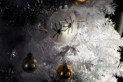 ©-Ken-Steinhoff-Spider-Tree-11-16-2022_9595