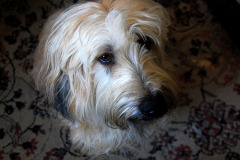 Dog-in-Annie-Lauries-Antiques-10-31-2009_7186