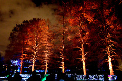 MO Botanical Gardens Glow Garden 12-01-2018