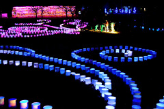 MO Botanical Gardens Glow Garden 12-01-2018