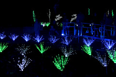 MO Botanical Gardens Glow Garden 12-01-2018