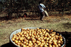 The oranges are piled in their creosote dumps.