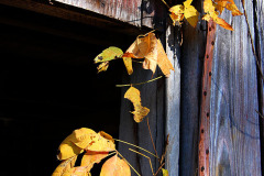 Old Barn near Egypt Mills 10-28-2011
