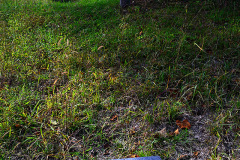 Nelly's Landing Cemetery 10-20-2012