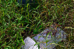 Nelly's Landing Cemetery 10-20-2012