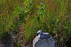 Nelly's Landing Cemetery 10-20-2012