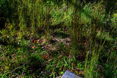 Nelly's Landing Cemetery 10-20-2012