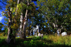 Nelly's Landing Cemetery 10-20-2012