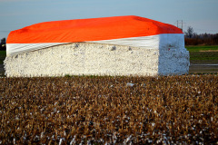 Cotton near Portageville 11-23-2013