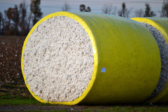 Cotton near Portageville 11-23-2013