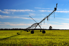 Winter wheat Pemiscot county 11-12-2015