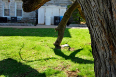 ©-Ken-Steinhoff-Hanging-tree-03-26-2010_1820