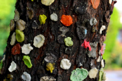 "Gum Tree" at top of Southeast Missouri State University's Cardiac Hill