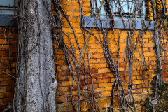 House in alley between Good Hope and Morgan Oak 03-02-2013