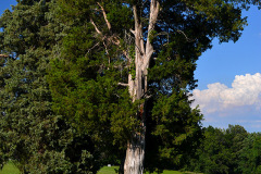 Stoddard County Confederate Memorial Cemetery 06-29-2013