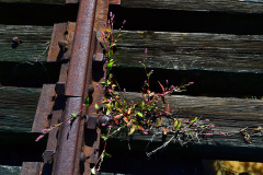 St Louis and Iron Mountain Railroad bridge over Williams Creek 10-18-2012