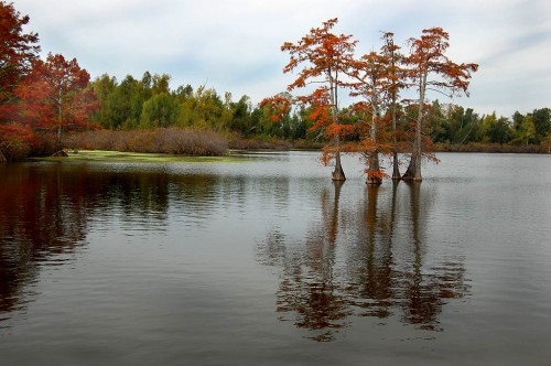 Cypress Trees at Horseshoe Lake in southern Illinois