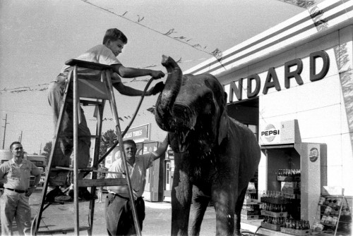 Circus Elephant at Town Plaza 8