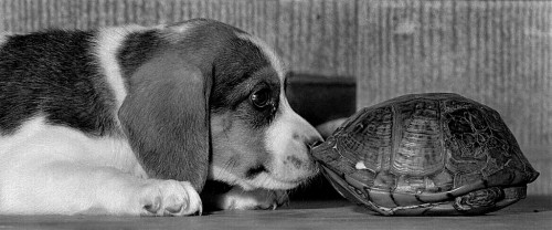 Turtle and Dog 1966