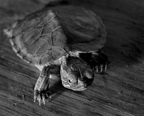 Pet turtle