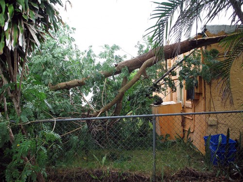 Tree trimming in West Palm Beach back yard 09-14-2009