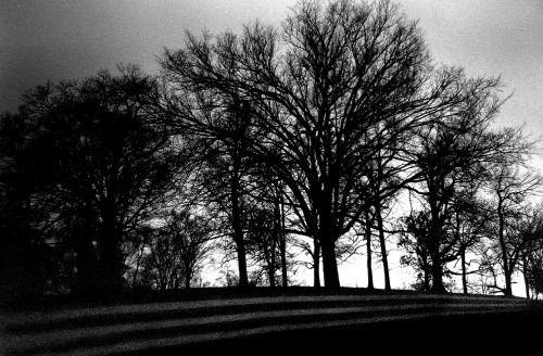 Trees and fence from car window 1966