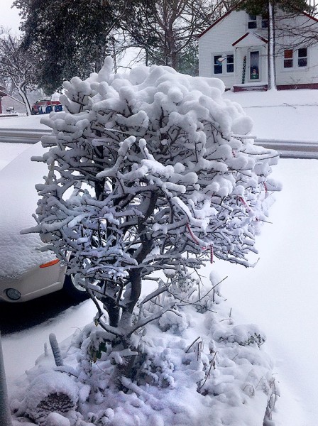 Snow photos Cape Girardeau 12-26-2012 by Mark Steinhoff