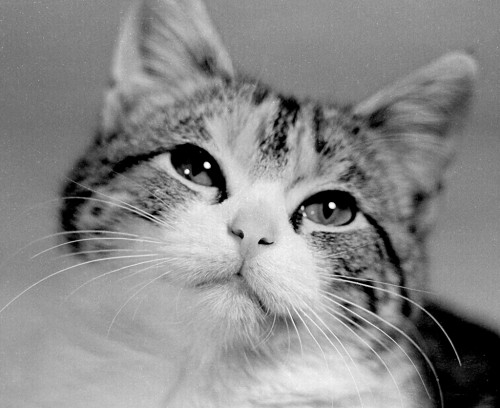 Steinhoff family cat c 1965
