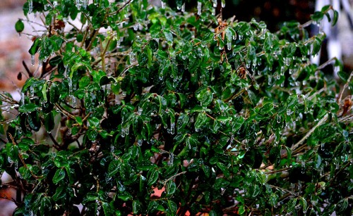 Cape ice storm 02-21-2013_2490