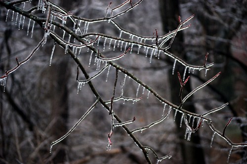 Cape ice storm 02-21-2013_2527