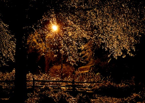 Cape ice storm 02-21-2013_2561