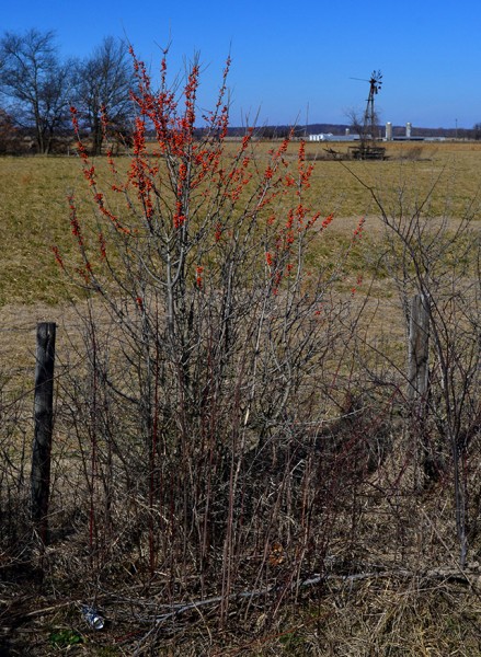 Windmill outside of Delta 02-03-2013