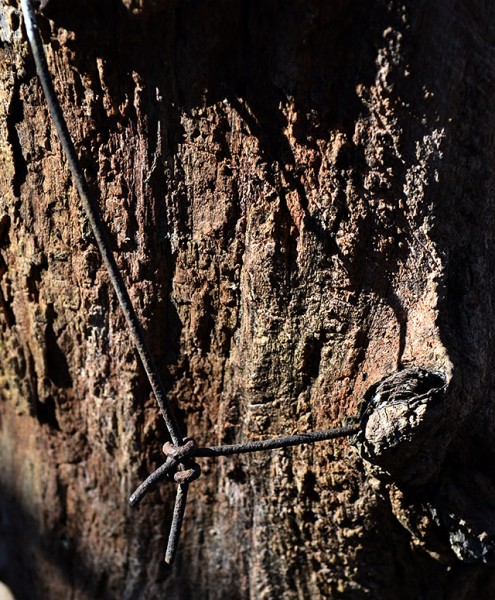 Tree with fence in it 02-23-2013