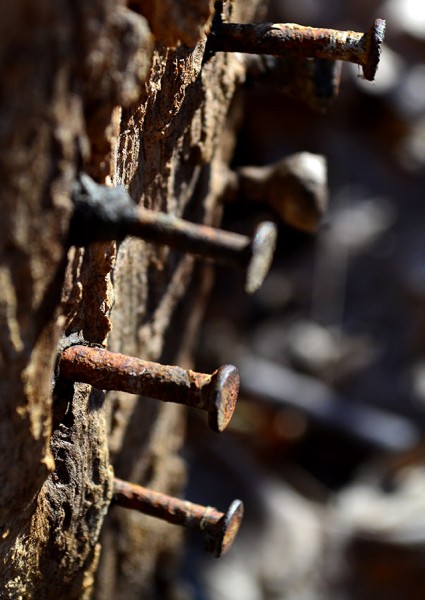 Tree with fence in it 02-23-2013