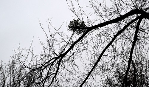 Mistletoe near Cairo IL 01-28-2013